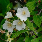 Cheyenne Mock Orange